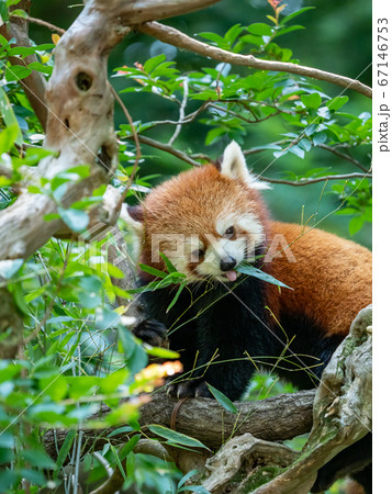 レッサーパンダの様々なシーン　樹上で笹を食べる　左向き 67146753