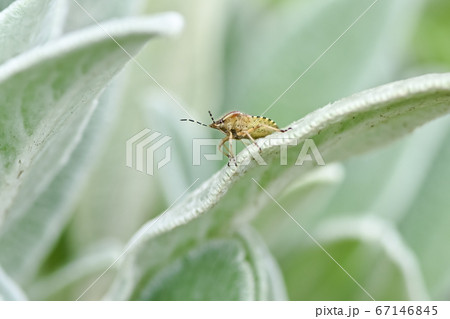 ブチヒゲカメムシ 67146845