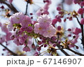 金蛇水神社に咲く桜 67146907