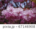 金蛇水神社に咲く桜 67146908
