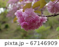 金蛇水神社に咲く桜 67146909