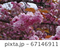 金蛇水神社に咲く桜 67146911