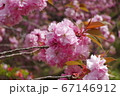 金蛇水神社に咲く桜 67146912