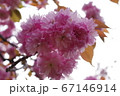 金蛇水神社に咲く桜 67146914