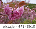 金蛇水神社に咲く桜 67146915