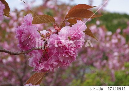 金蛇水神社に咲く桜 金蛇水神社に咲く桜 67146915