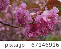 金蛇水神社に咲く桜 67146916