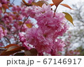 金蛇水神社に咲く桜 67146917