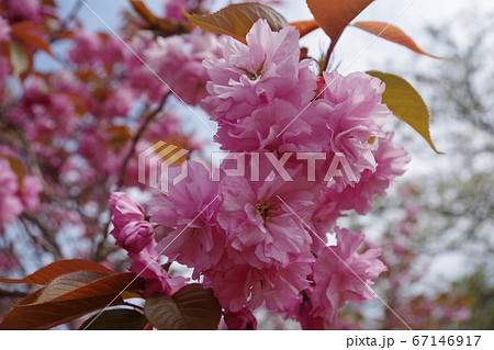 金蛇水神社に咲く桜 金蛇水神社に咲く桜 67146917