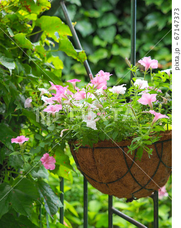 ガーデニングのイメージ 庭のハンギングバスケットに飾られた花の写真素材