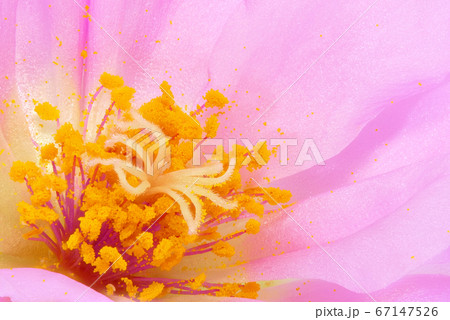 【マツバボタン】 (深度合成) 【マツバボタン】 (深度合成) 67147526