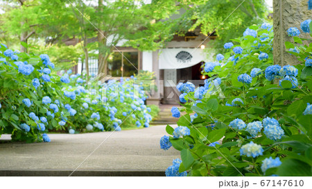 一面アジサイの雲昌寺 秋田県 一面アジサイの雲昌寺 秋田県 67147610