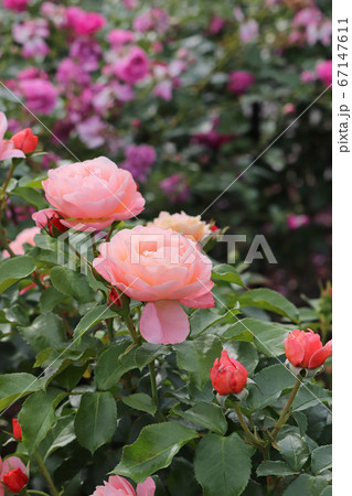 フリルのきいた魅力的なバラ 67147611