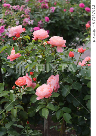 フリルのきいた魅力的なバラ 67147612