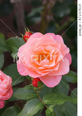 フリルのきいた魅力的なバラ 67147614