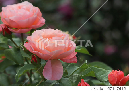 フリルのきいた魅力的なバラ 67147616