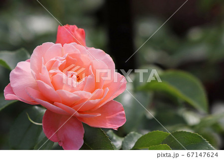 フリルのきいた魅力的なバラ 67147624