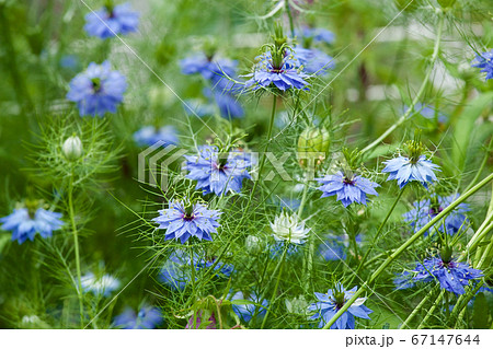 初夏のガーデン ニゲラの花 初夏のガーデン ニゲラの花 67147644