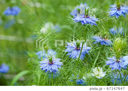 初夏のガーデン　ニゲラの花  67147647