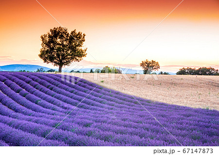 Valensole lavender in Provence, France Valensole lavender in Provence, France 67147873