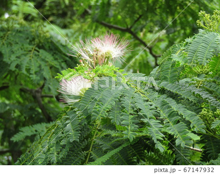 ネムノキの花の写真が撮れました 67147932