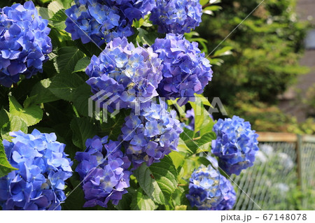 アジサイの花 67148078