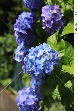 アジサイの花 67148079