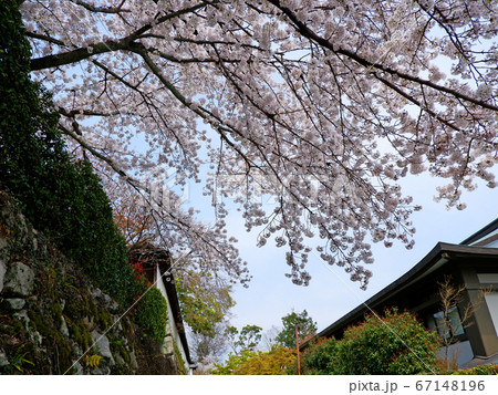 春の大津　坂本　滋賀院門跡の桜 67148196