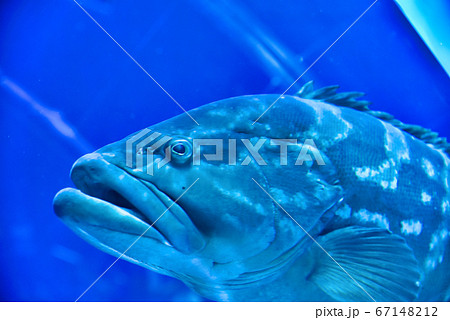 魚 魚 67148212