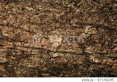 A Hires picture of a natural creation wood 67148295