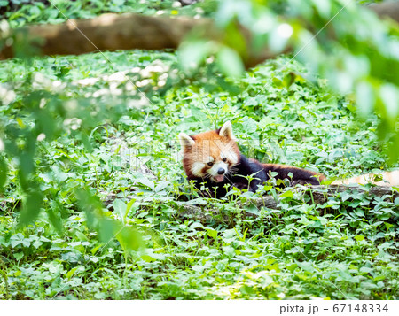 レッサーパンダの様々なシーン 草むらを歩く 左向き レッサーパンダの様々なシーン 草むらを歩く 左向き 67148334