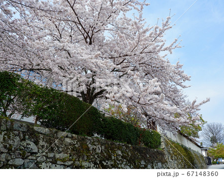 春の大津　坂本　滋賀院門跡の桜 67148360