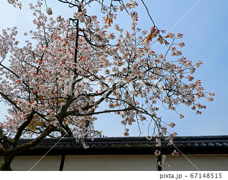 春の大津　坂本　滋賀院門跡の桜 67148515