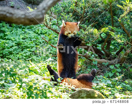 レッサーパンダの様々なシーン　兄弟でじゃれ合い 67148808