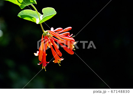 ツキヌキニンドウ（突抜忍冬） 67148830