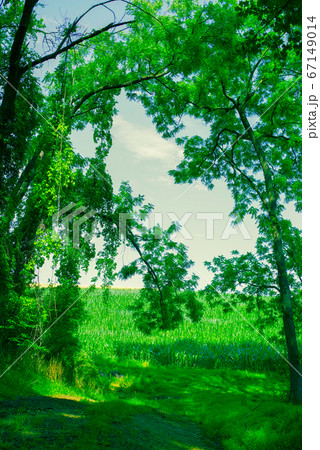 Idyllic trail through the woods opens onto cornfield. Idyllic trail through the woods opens onto cornfield. 67149014