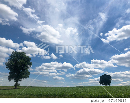 Two trees stand apart in corn field under big blue sky with clouds and jet trail with copy space 67149015