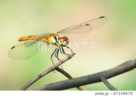 マユタテアカネ（オス） 67149079