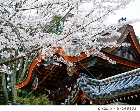 春の大津　西教寺　宗祖大師殿唐門と桜 67149103