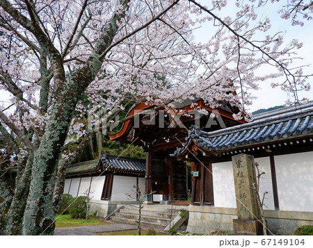 春の大津　西教寺　宗祖大師殿唐門と桜 67149104