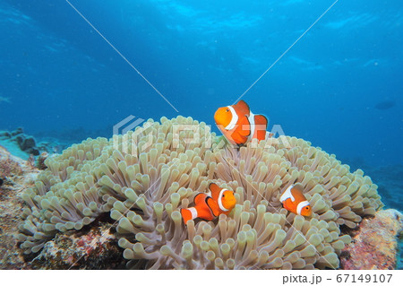 沖縄の海 カクレクマノミ 家族 沖縄の海 カクレクマノミ 家族 67149107