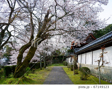 春の大津　西教寺　宗祖大師殿の桜 67149123