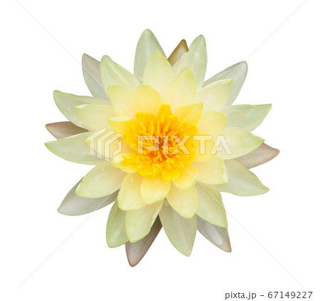Closeup yellow lotus flower plant isolated on Closeup yellow lotus flower plant isolated on 67149227