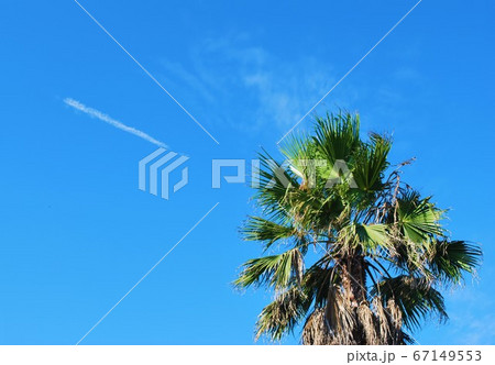 ヤシの木と青空 ヤシの木と青空 67149553