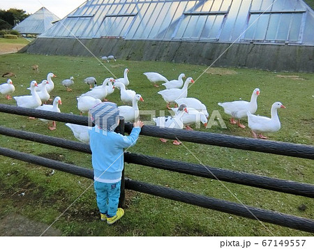 あひると男の子 67149557