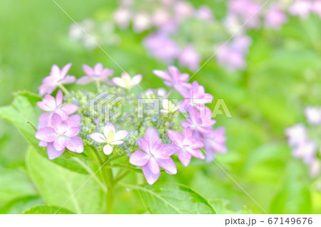 公園のアジサイ 67149676