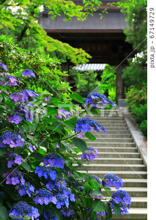 高幡不動尊の紫陽花 高幡不動尊の紫陽花 67149729
