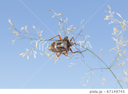 Forest bug on grass Forest bug on grass 67149743