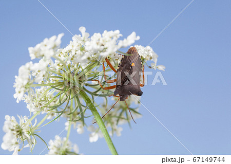 Forest bug under white inflorescence Forest bug under white inflorescence 67149744