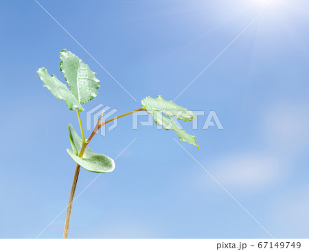 Evergreen tree growth sunward 67149749